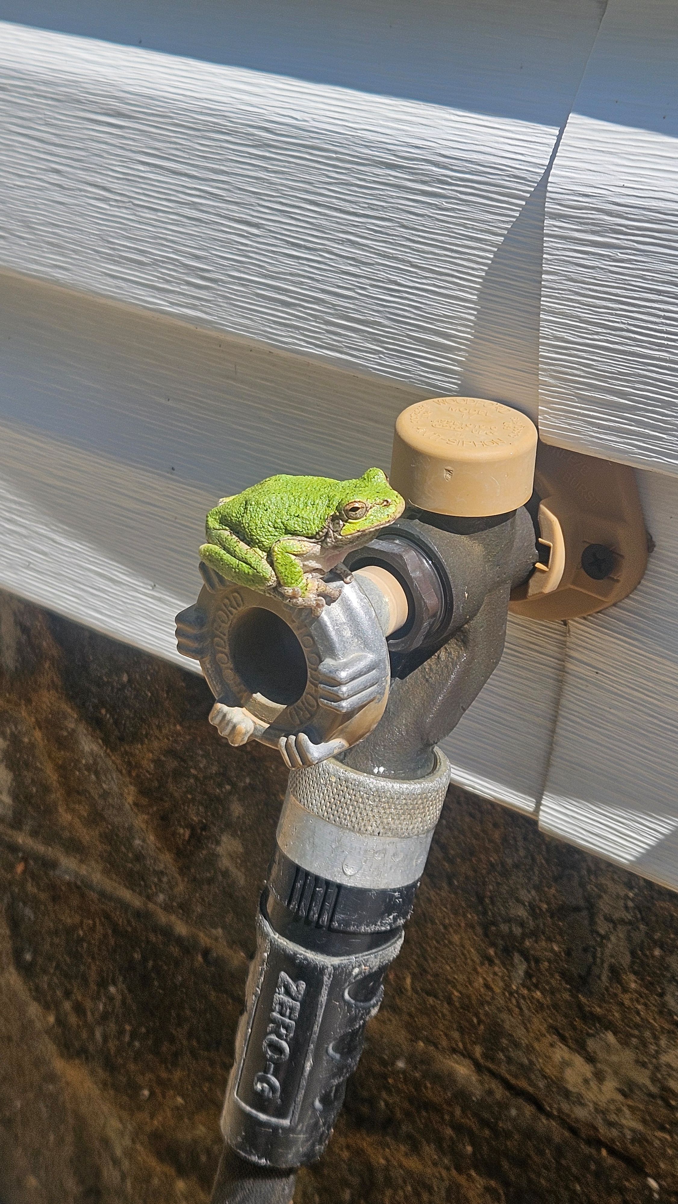 A frog approving of Loud Bro's work